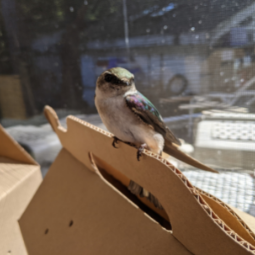 WildSense - swallow on rescue box.png