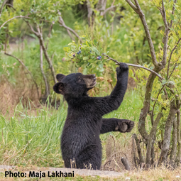 WildSense_Black-Bear-Cub-with-blueberry-bush_Maja-Lakhani-30
