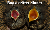 WildSense_Critter dinner_badge.png