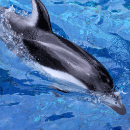 WildSense_Pacific-white-sided-Dolphin_255.png