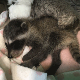 WildSense_Raccoon-taking-a-nap_Nov2018.png