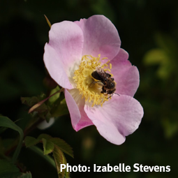 WildSense__Izabelle-Stevens_Bee-in-flower_255.png