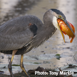 WildSense__Tony-Markle_Great-Blue-Heron-with-Fish_255.png