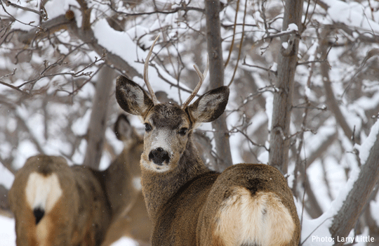 WildSense_adult-deer-in-snow.png