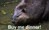 WildSense badge - beaver buy me dinner - 160x98.png
