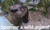 WildSense badge - sponsor an animal otter.png