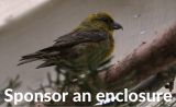 WildSense badge - sponsor an enclosure.png