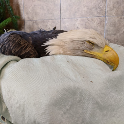 WildSense_bald eagle medical emergency.png