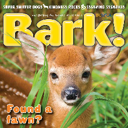 WildSense_bark-magazine-fall-2019.png