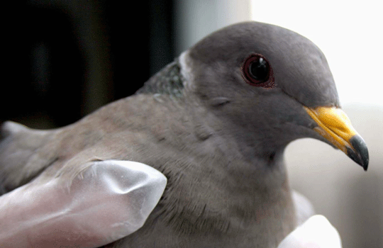 WildSense_bird-injured-pigeon_540.png