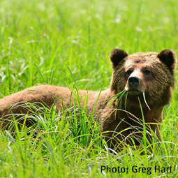 WildSense_grizzly-bear-grass_Greg-Hart_255.png