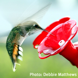 WildSense_hummingbird-in-wild_Debbie-Matthews_255.png