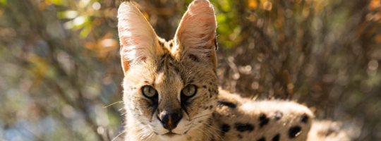 WildSense_serval-looking-at-camera_540.png