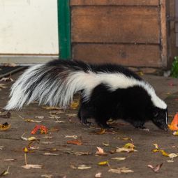 WildSense_skunk-on-porch-by-shed_255.png