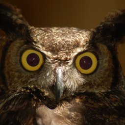 WildSense sub-story - Great horned owl.png