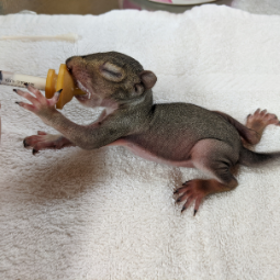 WildSense sub-story - baby squirrel.png
