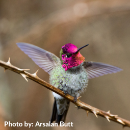 WildSense sub-story - hummingbirds.png