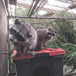 WildSense sub-story - raccoon.png