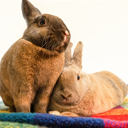 adopt-rabbits.jpg