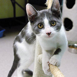 adoption-kamloops-cat-greywhite-luna.jpg