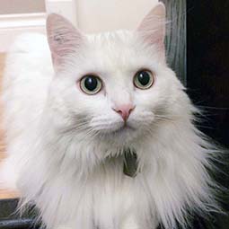 adoption-north-peace-cat-betty-white-3.jpg