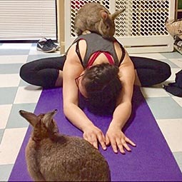 animal-yoga-bunnies-richmond-255.jpg