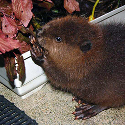baby-beaver-patient-chewing-red-leaves-at-wild-arc.jpg