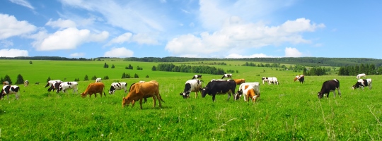 bigstock-Cows-on-green-meadow-540x200.jpg