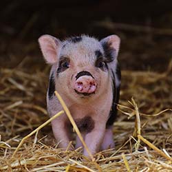 black-pink-piglet-straw-barn.jpg