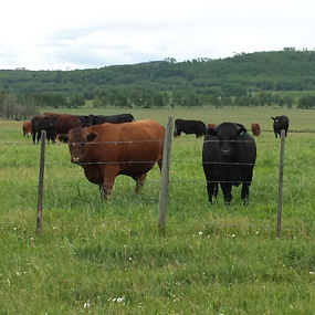 cattle-Lasser-Ranch285x285.jpg