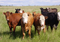 cattle-better-choices-for-new-year200.jpg