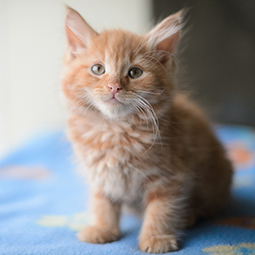 cute kitten.jpg