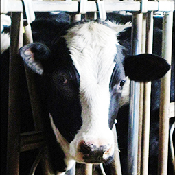 dairy-cow-face-bars.jpg
