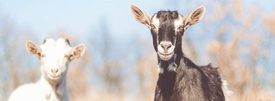 dairy-goats-standing-in-field.jpg