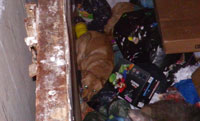 dog-in-dumpster