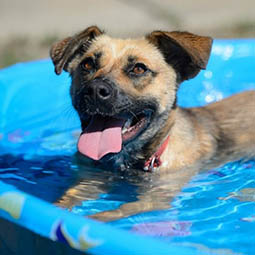 dog-outside-happy-lying-playing-in-pool-relaxing-smiling.jpg