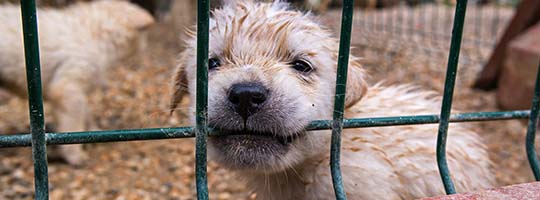 dog-puppy-chewing-on-bars--animal-issues-puppy-mill.jpg