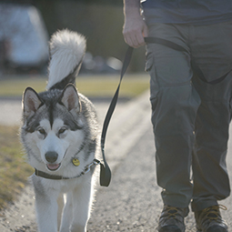 dog-walking-with-humane-collar-harness-255.jpg