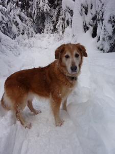 dog in snow eteacher