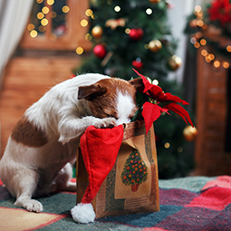 dog looking into christmas bag.jpg