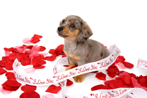 e-Kids_Valentine's-puppy_300.png
