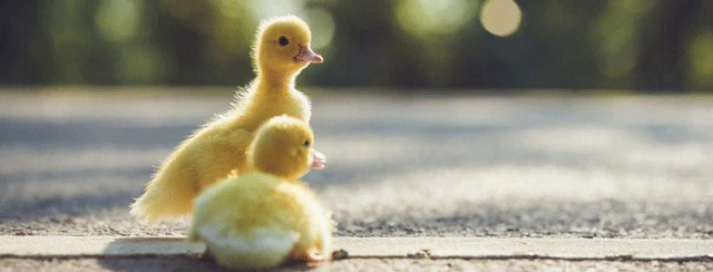 e-kids_bird-baby-ducklings-crossing-road_640.png