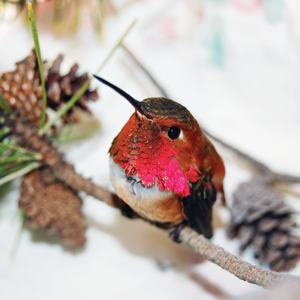 ekids_Bird-beaks_Rufous-hummingbird.png