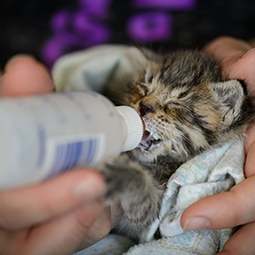 fosters needed_kitten 1.jpg