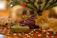 holiday-pet-safety-200px-cat.jpg