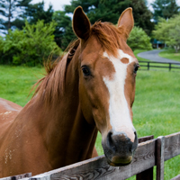 Horse image farmsense