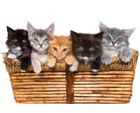 kittens-in-basket200.jpg