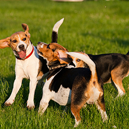 news-beagle-dogs-playing.jpg