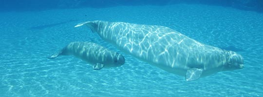 news-beluga-whales-cetaceans.jpg