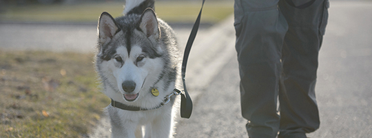 news-humane-collars-dog-walking-with-humane-collar-harness.j